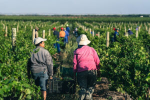 Grape Harvest Season picking in 2026
