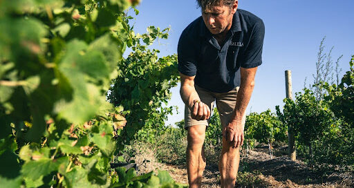 Grape Harvest Season 2026 at Baleia | Cape South Coast Wines